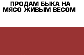 ПРОДАМ БЫКА НА МЯСО ЖИВЫМ ВЕСОМ 400   › Цена ­ 70 000 - Новосибирская обл., Новосибирский р-н Животные и растения » Другие животные   . Новосибирская обл.